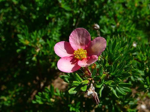 Potentilla fruticosa Pink Beauty — photo 1