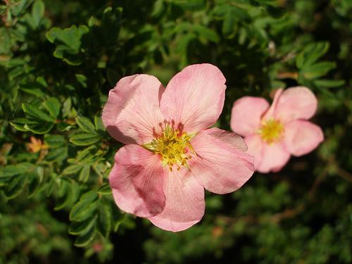 Potentilla fruticosa Princess — photo 1