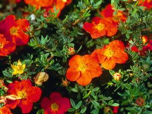 Potentilla fruticosa Red Ace — photo 1