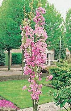 Prunus Amanogawa