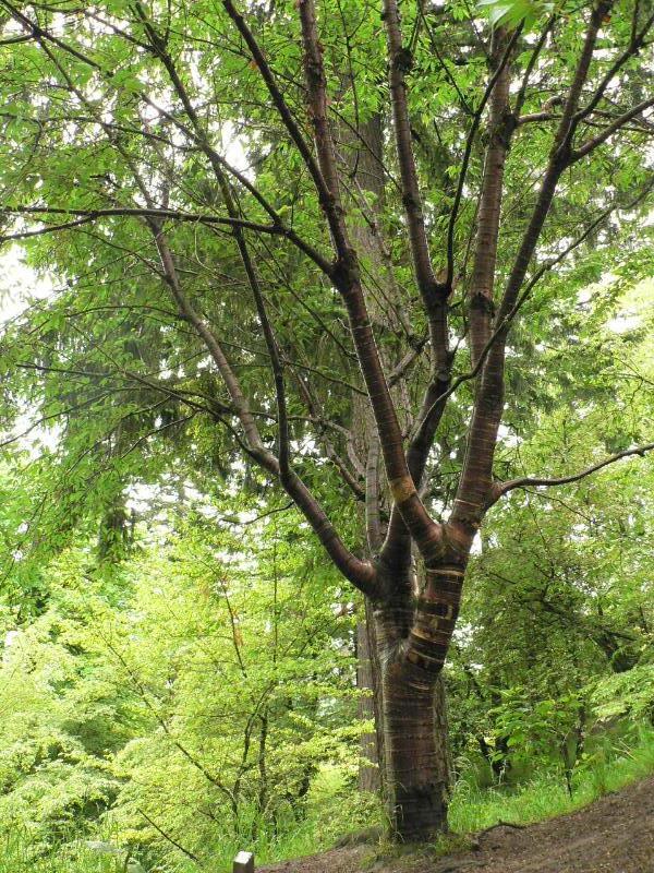Prunus Birch Bark — photo 1