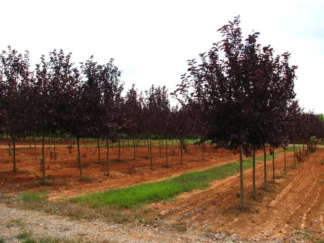 Prunus virginiana 'Canada Red' — photo 1