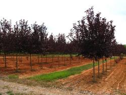 Prunus virginiana 'Canada Red' — photo 1
