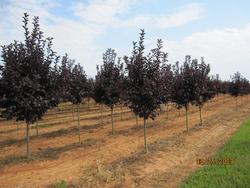 Prunus virginiana 'Canada Red' — photo 2