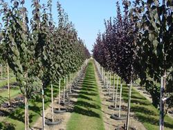 Prunus cerasifera 'Newport' — photo 1