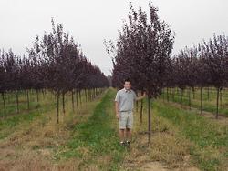 Prunus cerasifera 'Newport' — photo 2