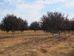 Prunus cerasifera 'Thundercloud' — photo 1