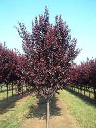 Prunus cerasifera 'Thundercloud' — photo 2