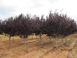 Prunus cerasifera 'Krauter Vesuvius' — photo 1