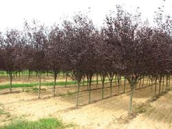 Prunus cerasifera 'Krauter Vesuvius' — photo 2