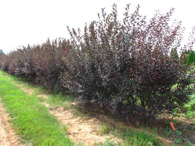 Prunus Cistena — photo 1