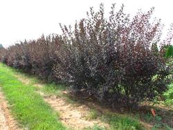 Prunus Cistena — photo 1