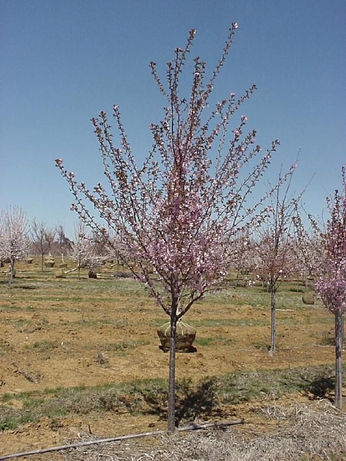 Prunus Dream Catcher — photo 1