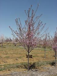 Prunus Dream Catcher — photo 1