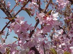 Prunus Dream Catcher — photo 2