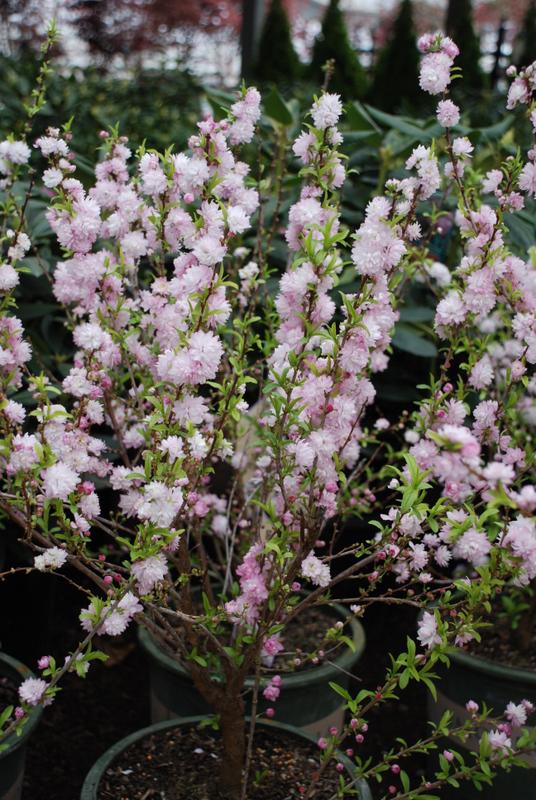 Prunus glandulosa 'Rosea Plena' — photo 1