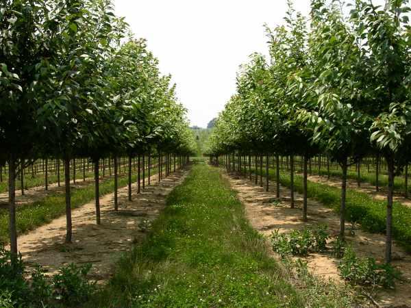 Prunus serrulata 'Kwanzan' — photo 1