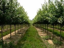 Prunus serrulata 'Kwanzan' — photo 1