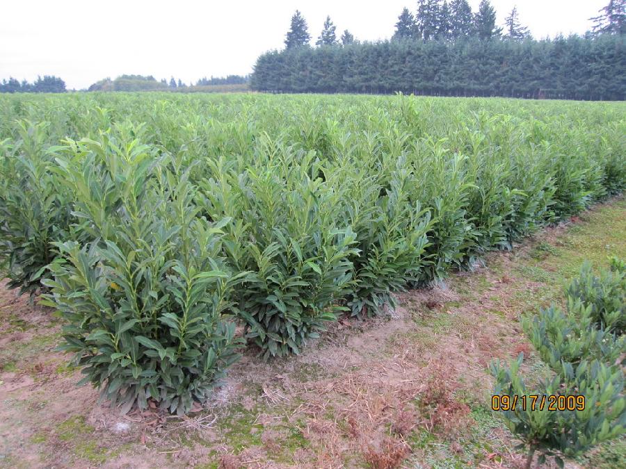 Prunus laurocerasus Schipkaensis — photo 1