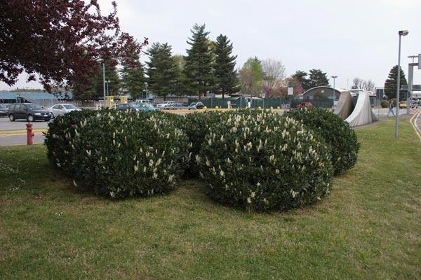 Prunus laurocerasus Zabeliana — photo 1