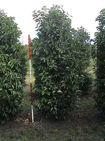 Prunus maritima — photo 1