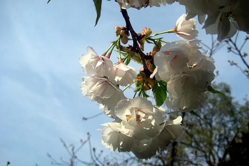 Prunus Mt Fuji — photo 1