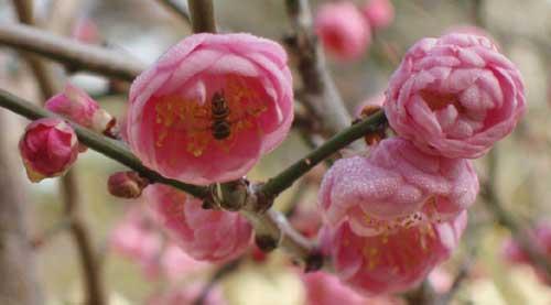 Prunus mume Peggy Clarke — photo 1