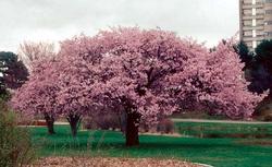 Prunus sargentii — photo 1