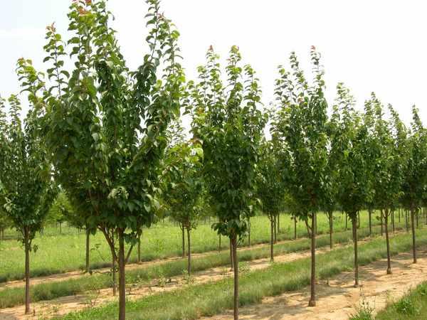 Prunus sargentii Columnaris