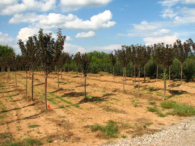 Prunus serrulata 'Royal Burgundy' — photo 1