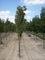 Prunus serrulata Amanogawa — photo 1