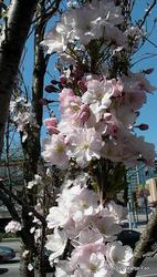 Prunus serrulata Amanogawa — photo 2