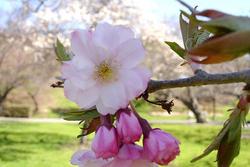 Prunus serrulata Amanogawa — photo 3