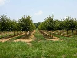 Prunus serrulata Autumnalis — photo 2