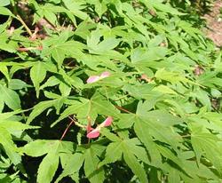 Acer palmatum 'Nishiki Gawa' — photo 1