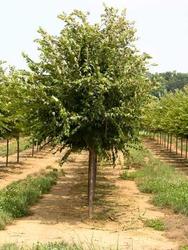 Prunus subhirtella 'Autumnalis' — photo 1