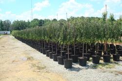 Prunus subhirtella var. 'Pendula' — photo 1