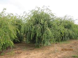 Prunus subhirtella var. 'Pendula' — photo 2