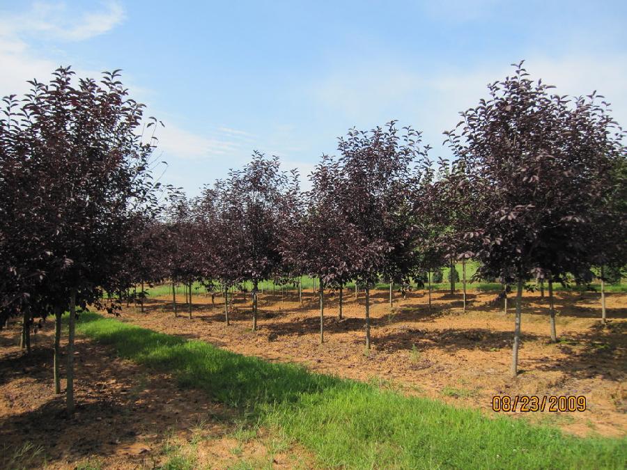 Prunus virginiana 'Canada Red Select' — photo 1
