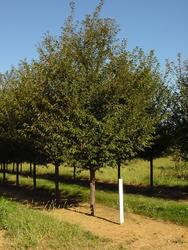 Prunus x 'Okame' — photo 2