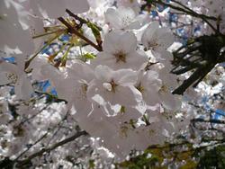 Prunus x yedoensis 'Akebono' — photo 1