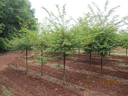Prunus x yedoensis 'Akebono' — photo 2
