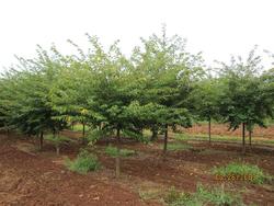 Prunus x yedoensis 'Akebono' — photo 3