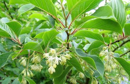 Pterostyrax corymbosa
