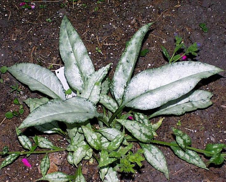 Pulmonaria Cotton Cool