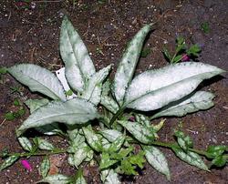 Pulmonaria Cotton Cool — photo 1