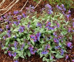 Pulmonaria Cotton Cool — photo 2