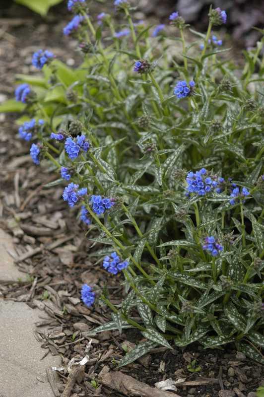 Pulmonaria longifolia Bertram Anderson — photo 1