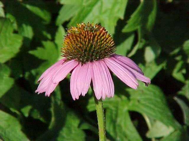 Purple Coneflower — photo 1