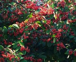 Pyracantha Mohave — photo 2